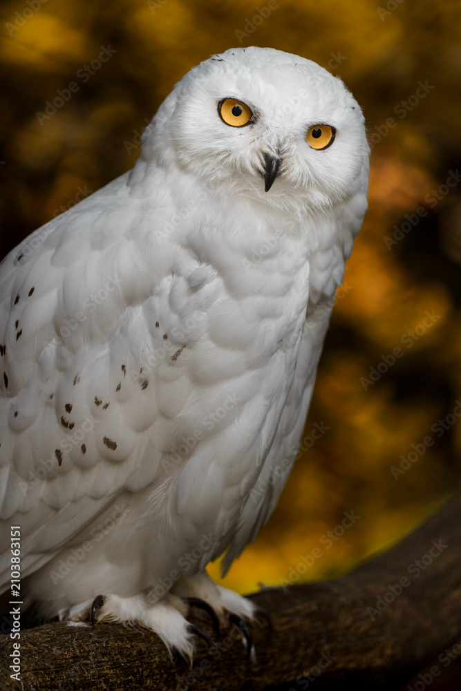 Naklejka premium Snowy owl