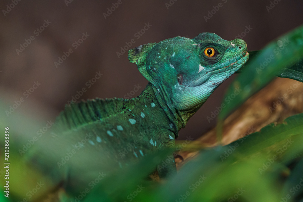 Fototapeta premium Plumed basilisk