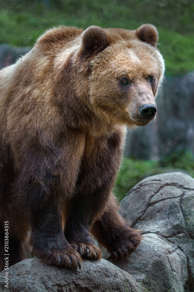 Fototapeta premium Kamchatka brown bear
