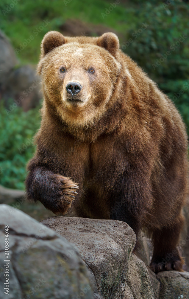 Fototapeta premium Kamchatka brown bear