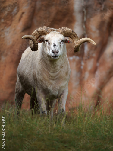 Bild auf Leinwand Sheep