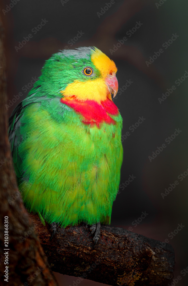 Obraz premium Superb parrot