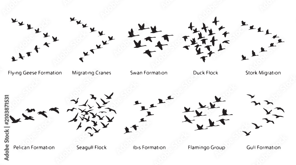 Obraz premium Migrating birds silhouettes set, 10 flying bird formations and flocks, black geese and crane icons, wild swan and duck migration vector elements