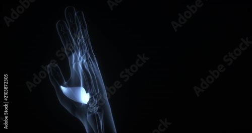 Adductor pollicis muscle in human body. X Ray. Loop
