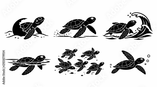Set of black sea turtle silhouettes showing life cycle stages