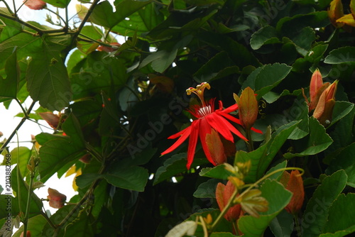 Canvas Print Vibrant red passion flower blooms amidst lush dark green foliage capturing the intricate details of tropical petals and unique stamens in this sharp high resolution close up nature photography shot
