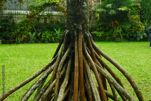 Unique pandanus tree base showing exposed stilt roots spreading outwards across the vibrant green grass in a lush tropical garden captured during a bright daylight outdoor session in the summer