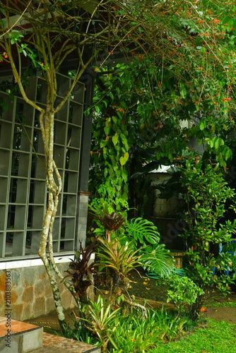 Lush tropical garden featuring a variety of exotic green plants with vibrant foliage and a unique twisting tree trunk standing gracefully beside a modern architectural grid wall in rainy weather.