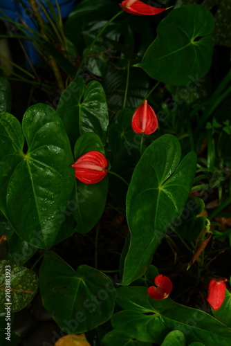Vibrant red anthurium flowers bloom amidst lush glossy green heart shaped leaves in this top down view capturing the natural tropical beauty of exotic rainforest foliage during a bright day