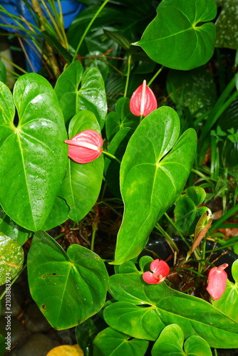 Vibrant red anthurium flowers bloom amidst lush green heart shaped leaves in this high angle close up shot showcasing the natural beauty of a tropical plant found in a garden.
