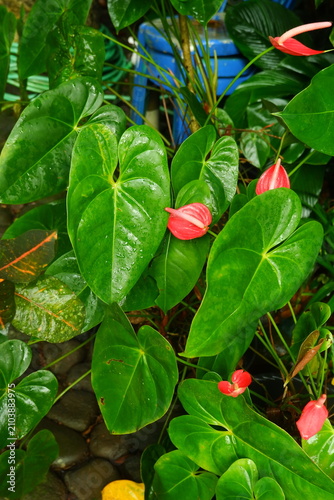 Vibrant red anthurium flowers bloom amidst lush green waxy heart shaped leaves in a tropical garden setting captured with natural lighting to highlight the moist texture of the wet foliage