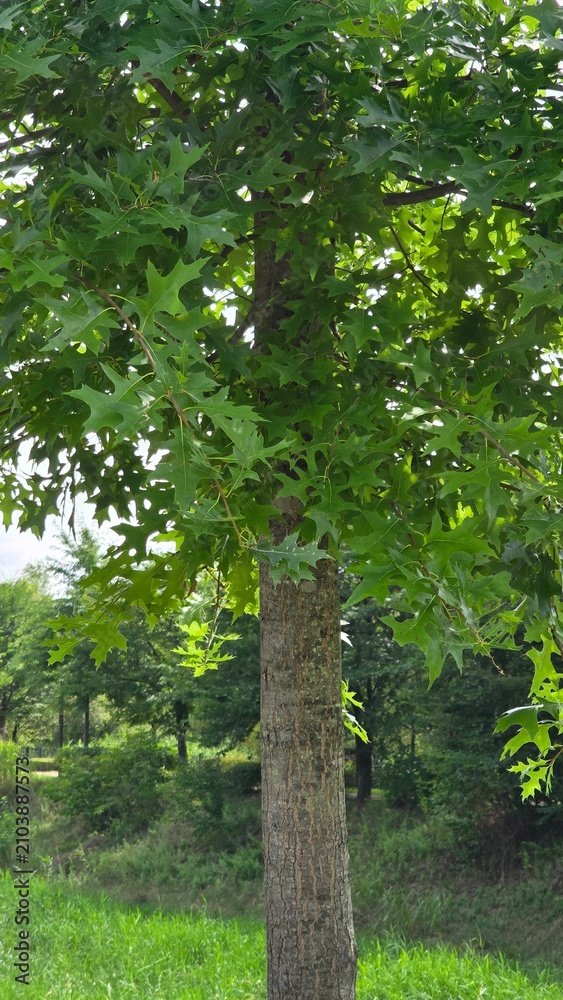 Fototapeta premium tree in the forest