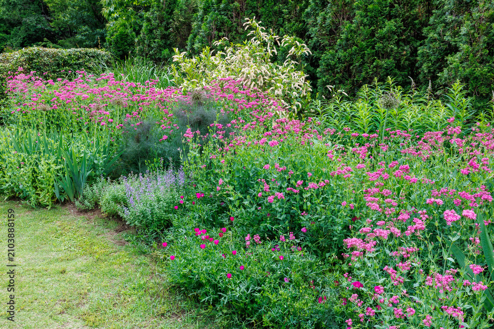 Fototapeta premium Brightly blooming Sweet william catchfly flowers in the garden,