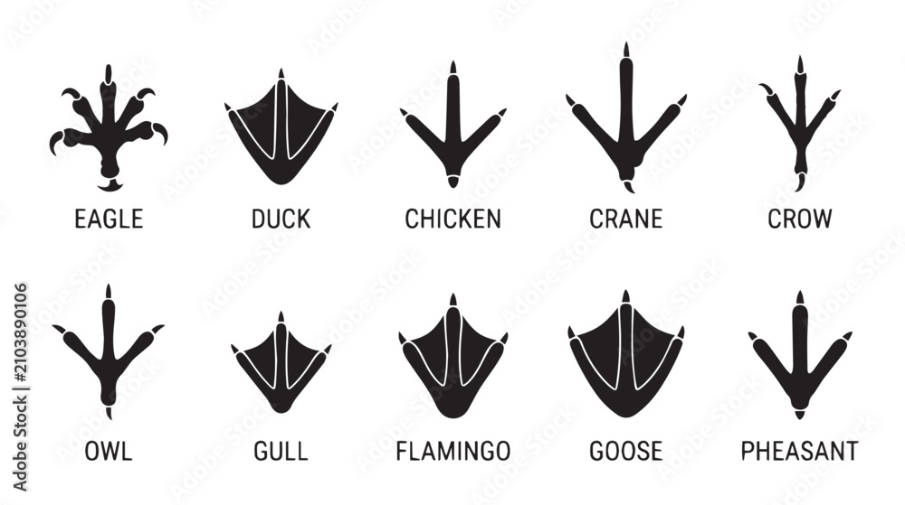 Obraz premium Bird footprint silhouettes set, 10 avian paw print icons, black eagle duck chicken crane crow owl gull flamingo goose and pheasant tracks vector