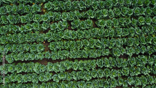 Canvastavla rows of fresh green cabbages growing densely in an agricultural field during the summer season