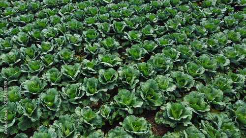 rows of fresh green cabbages growing densely in an agricultural field during the summer season.