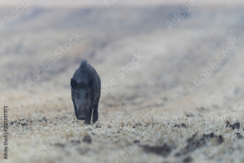 фотографія Wildboar Sus scrofa in open field in Central France
