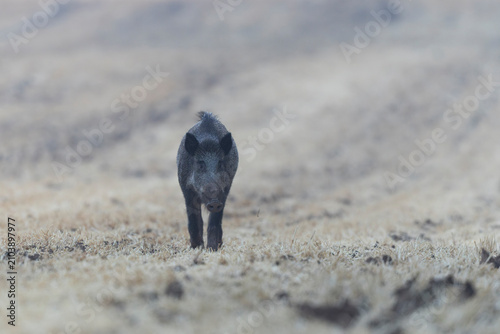 Wildboar Sus scrofa in open field in Central France