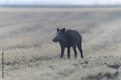 Wildboar Sus scrofa in open field in Central France