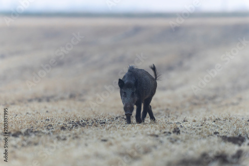 Wildboar Sus scrofa in open field in Central France