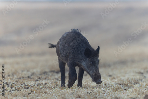 Wildboar Sus scrofa in open field in Central France