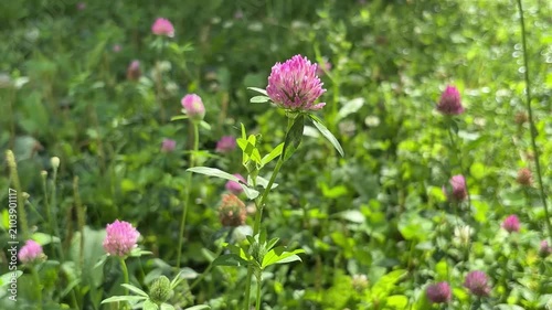 Vibrant Pink Clover Blossom in a Green Field