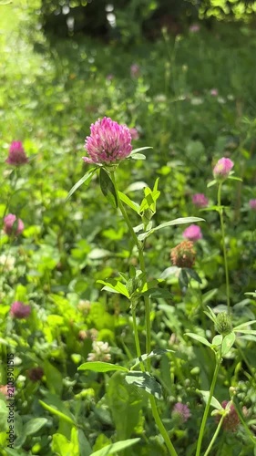 Vibrant Pink Clover Blossom in a Green Field