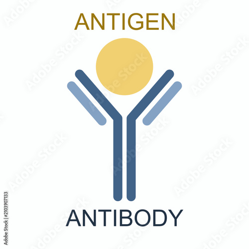 Vector illustration of antibody and antigen complex.