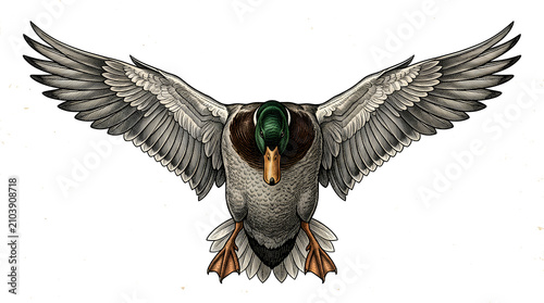 Vintage engraving style mallard duck illustration isolated on black background