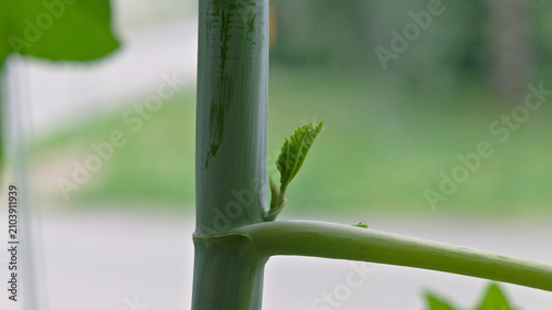 фотографія Close-up of a young axillary bud developing on a castor bean (Ricinus communis) stem
