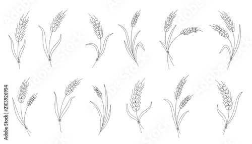 Detailed collection of thin line wheat ears and grain stems illustrations in black and white, representing harvest and growth.