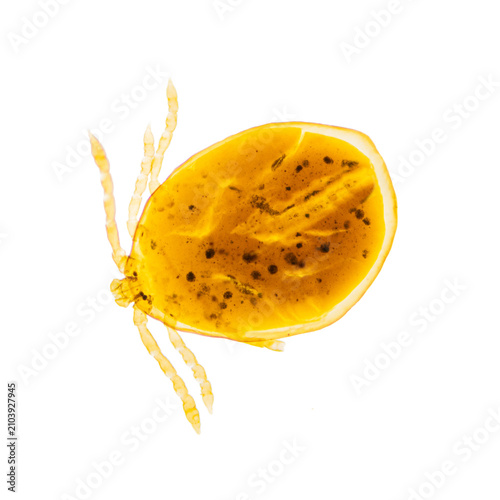 Bild auf Leinwand Hard ticks are parasites that attach to a host; their bites are painless, and they can transmit bacterial, protozoal, and viral diseases such as Lyme disease, encephalitis, and tularemia