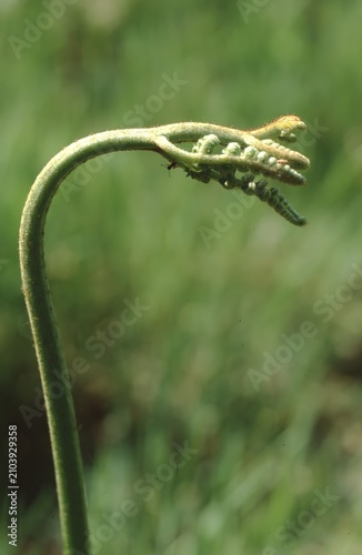 Obraz na płótnie opening up young Pteridium aquilinum or Bracken  fern