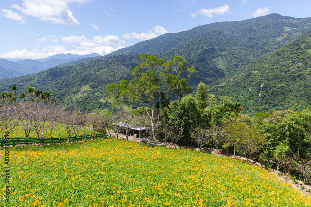 Obraz premium Panoramic view of daylily fields in Taitung