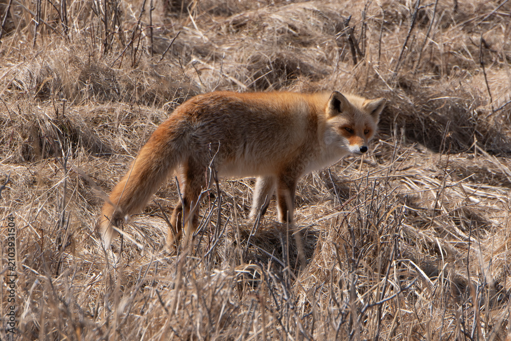 Fototapeta premium Renard roux;