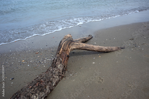 Obraz na płótnie Grande tronco levigato dal mare posato sulla sabbia chiara in una spiaggia tranq