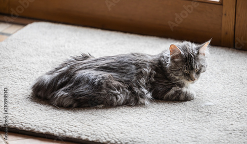 Foto Eine müde graue Main Coon Katze schläft auf einer Lammwollunterlage vor einer Te