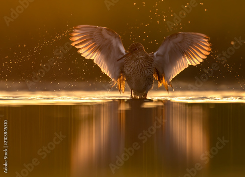 Common redshank shaking wings in backlight
