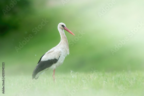 Wild White stork in the meadow