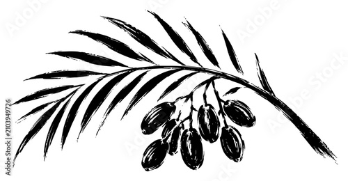Date palm branch with ripe fruits in botanical black ink brush style