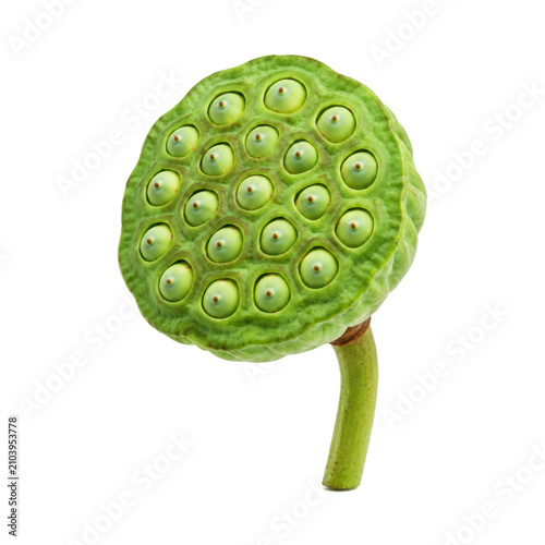 Fresh green lotus seed pod with developing seeds, isolated on a white background. Natural botanical texture with a clean cutout, ideal for nature, agriculture, healthy food, Asian cuisine, aquatic 