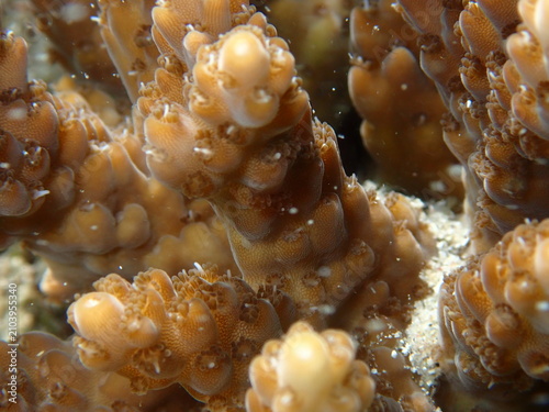 Canvastavla Close-up of branching coral surface with visible polyps underwater
