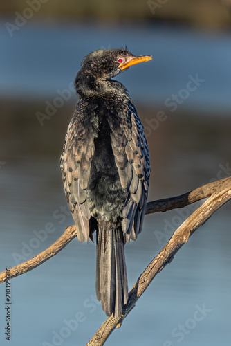 Cuadro en lienzo Reed Cormorant (Microcarbo africanus) (Rietduiker) fishing in Rietvlei Nature re