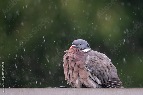 Taube im Regen