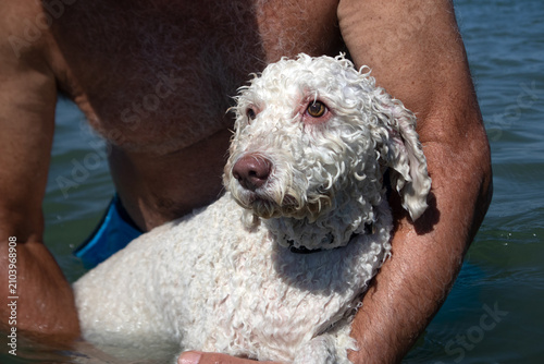 Obraz na płótnie Lagotto romagnolo immerso nel mare mentre impara a nuotare, sostenuto con dolcez