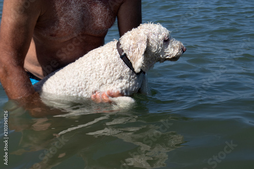 Foto Lagotto romagnolo immerso nel mare mentre impara a nuotare, sostenuto con dolcez