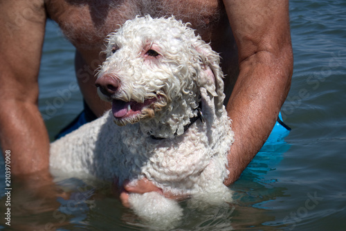 Foto Lagotto romagnolo immerso nel mare mentre impara a nuotare, sostenuto con dolcez