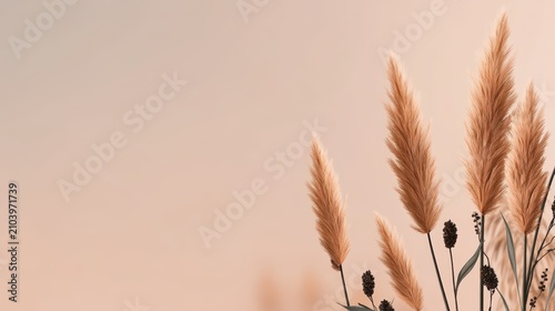 Soft beige background with minimalist dried pampas grass and small dark seed pods a calm, natural aesthetic, texture pink background
