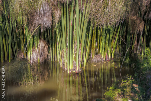 The murky water of a pond reflects the paper reed plants