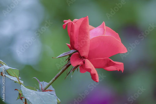 A pink rose bud starting to bloom